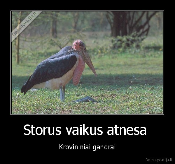 Storus vaikus atnesa  - Krovininiai gandrai