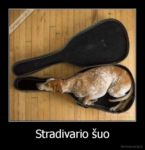 Stradivario šuo - 