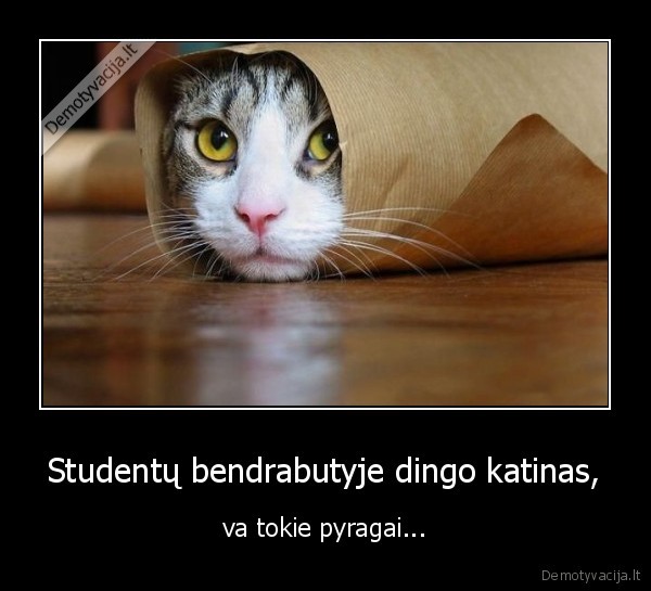 Studentų bendrabutyje dingo katinas, - va tokie pyragai...