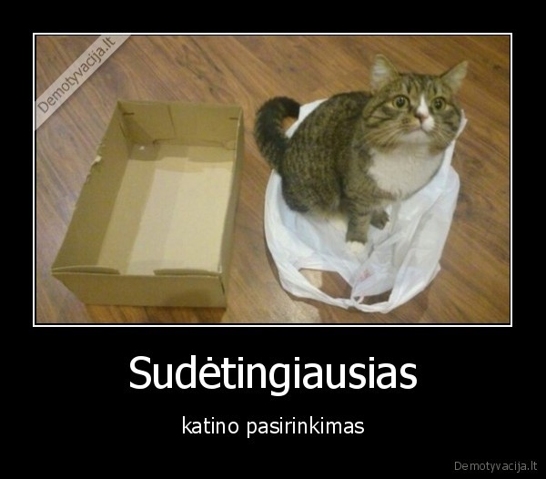 Sudėtingiausias - katino pasirinkimas