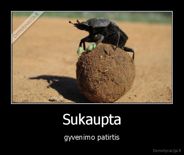 Sukaupta - gyvenimo patirtis