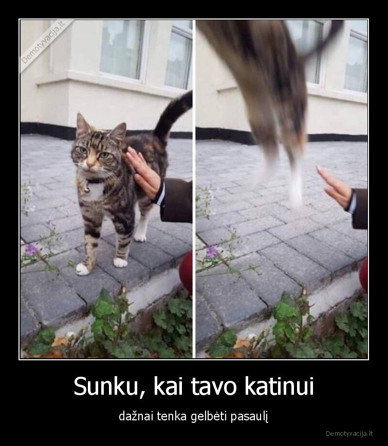 Sunku, kai tavo katinui - dažnai tenka gelbėti pasaulį