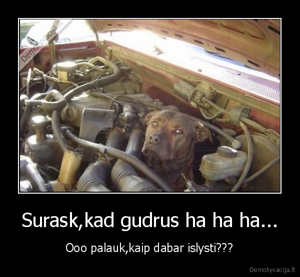 Surask,kad gudrus ha ha ha... - Ooo palauk,kaip dabar islysti???