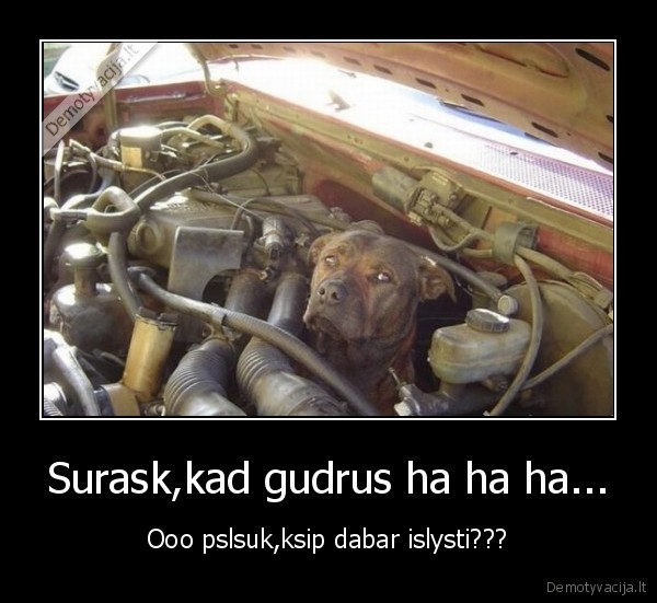 Surask,kad gudrus ha ha ha... - Ooo pslsuk,ksip dabar islysti???