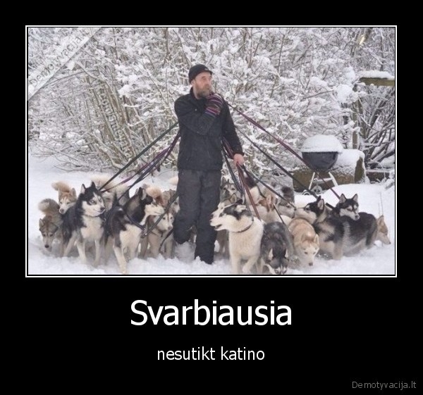 Svarbiausia - nesutikt katino