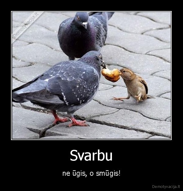 Svarbu - ne ūgis, o smūgis!