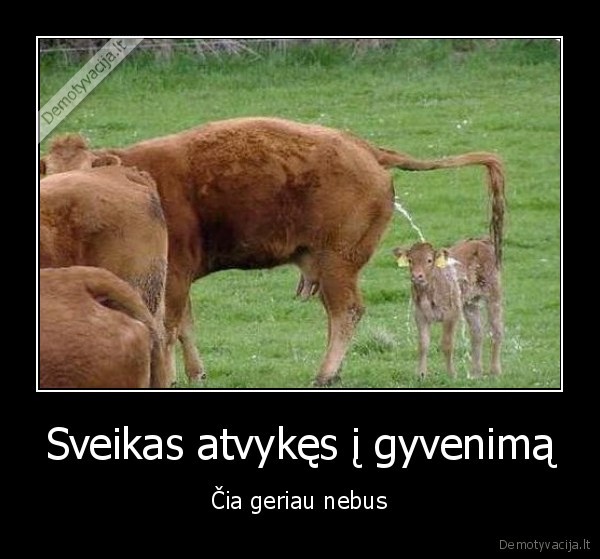 Sveikas atvykęs į gyvenimą - Čia geriau nebus