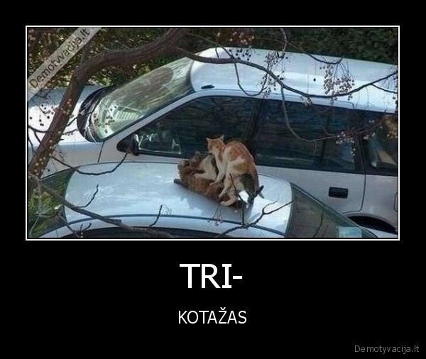 TRI- - KOTAŽAS