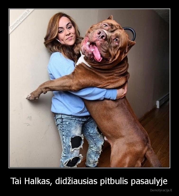 Tai Halkas, didžiausias pitbulis pasaulyje - 