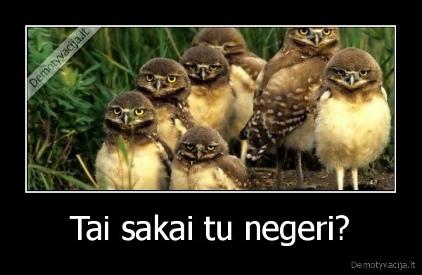 Tai sakai tu negeri? - 