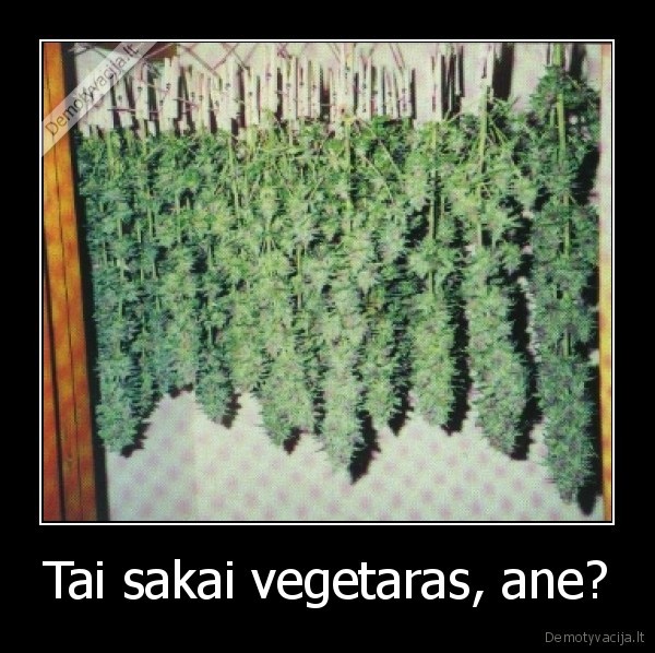 Tai sakai vegetaras, ane? - 