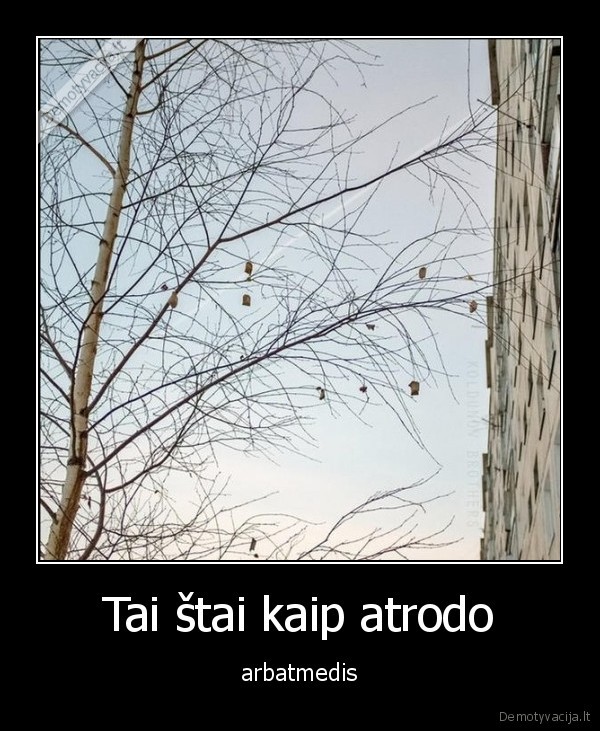 Tai štai kaip atrodo - arbatmedis