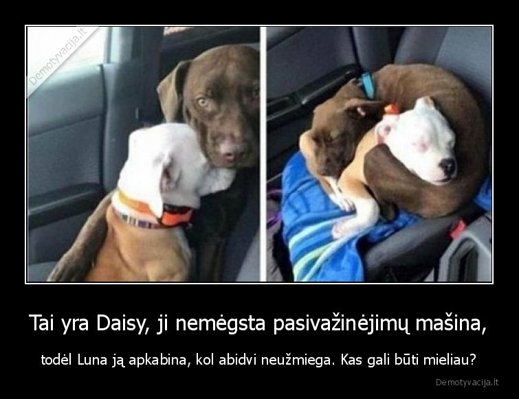 Tai yra Daisy, ji nemėgsta pasivažinėjimų mašina, - todėl Luna ją apkabina, kol abidvi neužmiega. Kas gali būti mieliau?