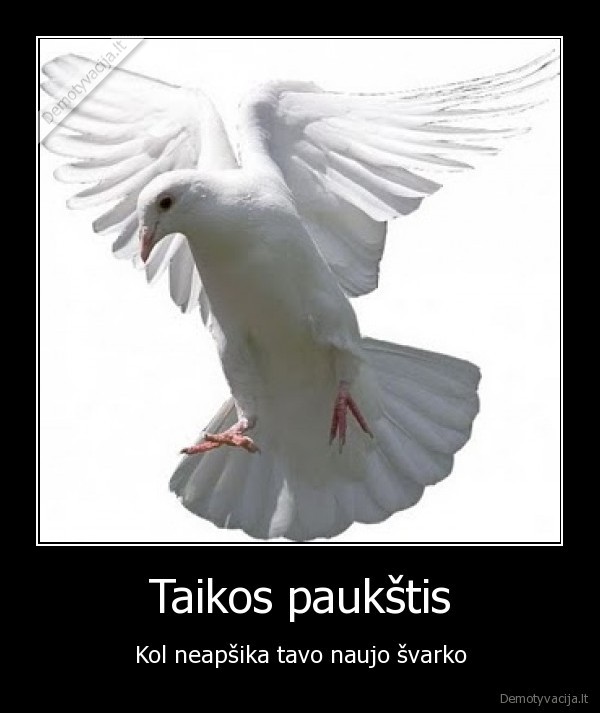 Taikos paukštis - Kol neapšika tavo naujo švarko