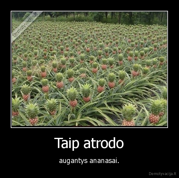 Taip atrodo - augantys ananasai.