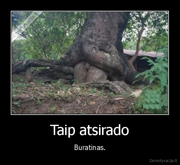 Taip atsirado - Buratinas.