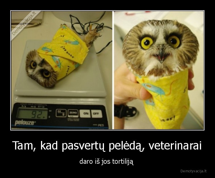 Tam, kad pasvertų pelėdą, veterinarai - daro iš jos tortiliją 