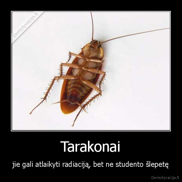 Tarakonai - jie gali atlaikyti radiaciją, bet ne studento šlepetę