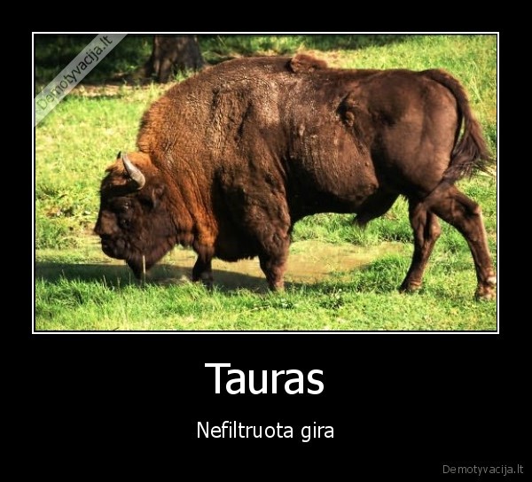 Tauras - Nefiltruota gira