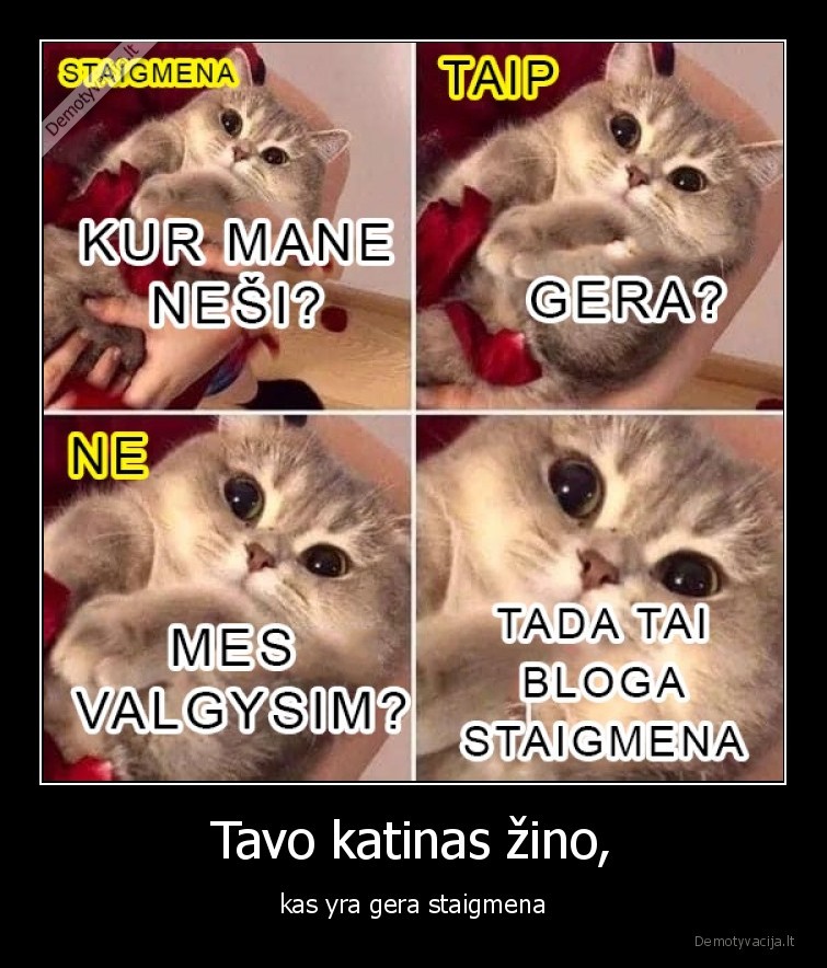 Tavo katinas žino, - kas yra gera staigmena