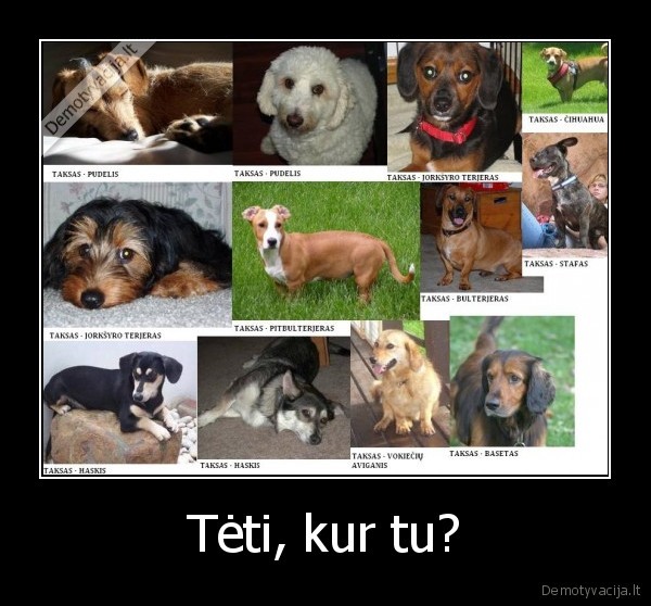 Tėti, kur tu? - 