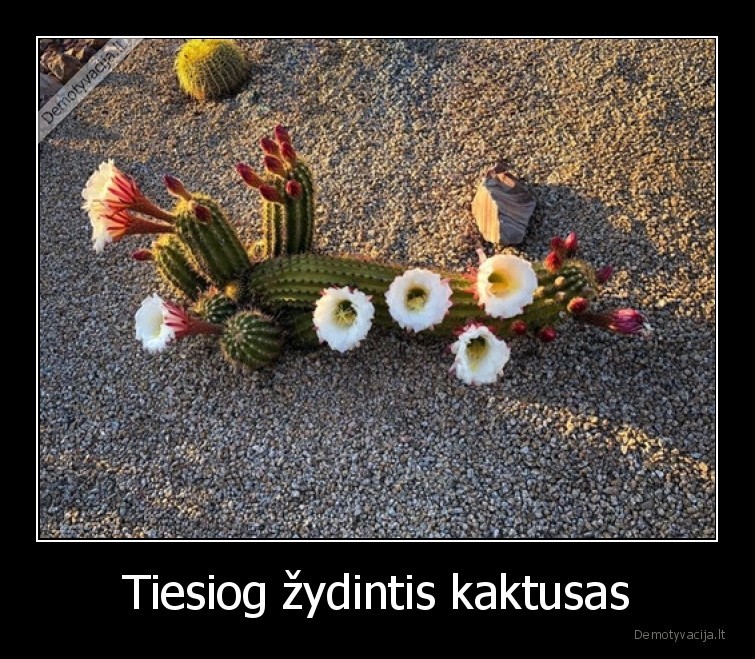 Tiesiog žydintis kaktusas - 