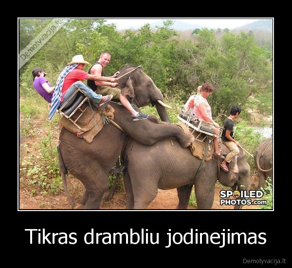 Tikras drambliu jodinejimas - 