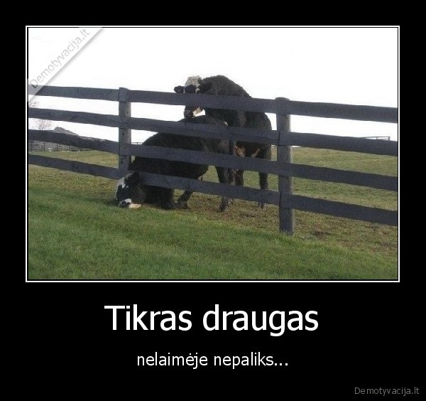 Tikras draugas - nelaimėje nepaliks...