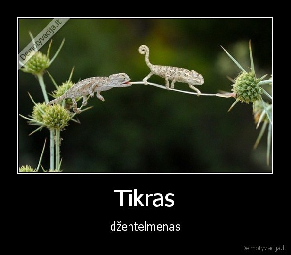 Tikras - džentelmenas