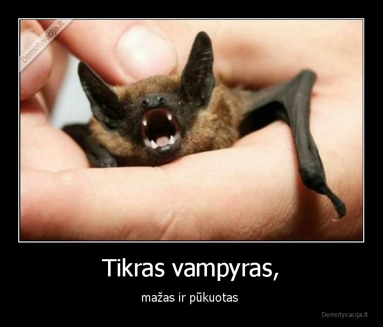 Tikras vampyras, - mažas ir pūkuotas 