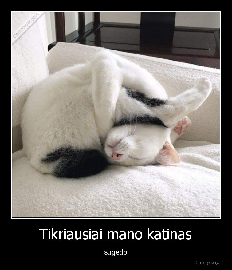 Tikriausiai mano katinas - sugedo