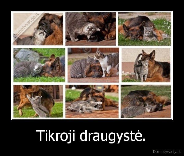 Tikroji draugystė. - 