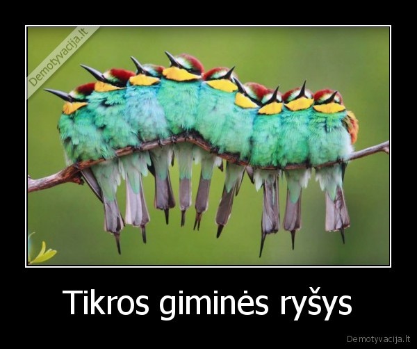 Tikros giminės ryšys - 