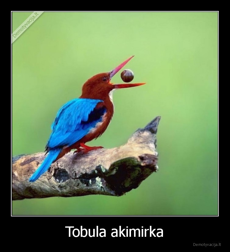 Tobula akimirka - 