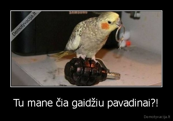 Tu mane čia gaidžiu pavadinai?! - 