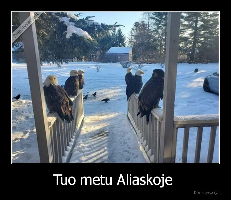 Tuo metu Aliaskoje  - 