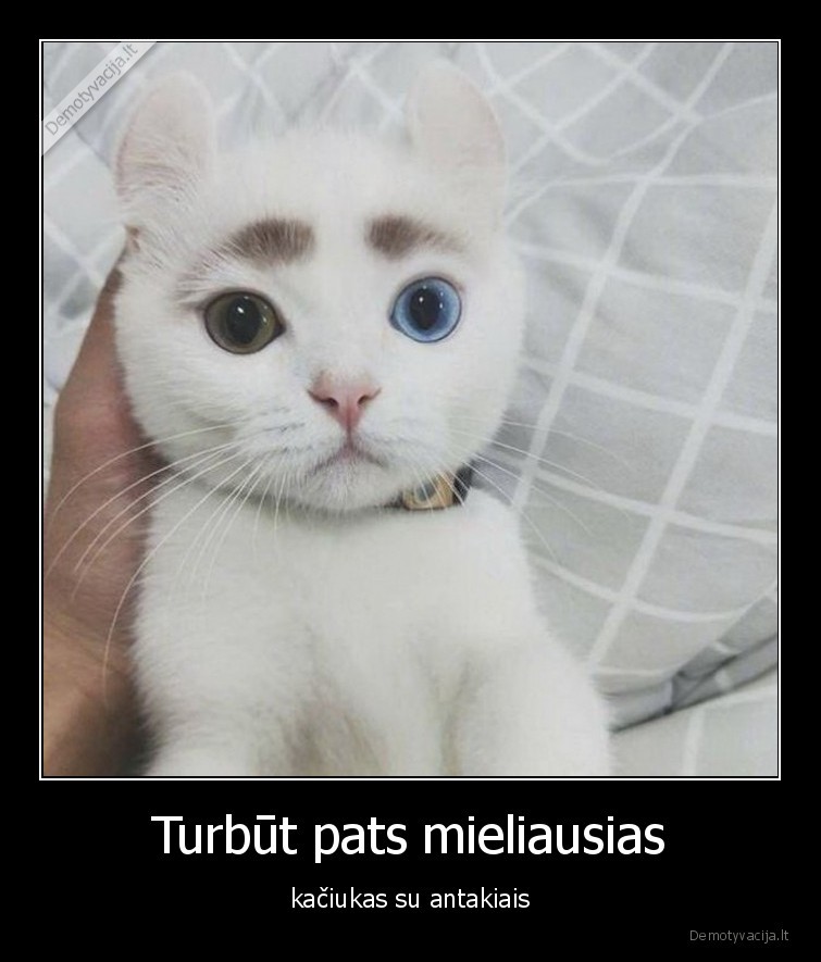 Turbūt pats mieliausias - kačiukas su antakiais