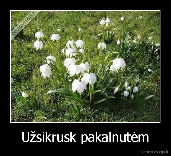 Užsikrusk pakalnutėm - 