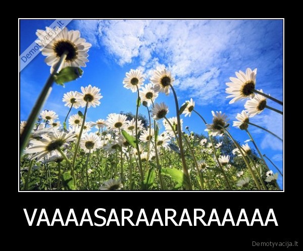 VAAAASARAARARAAAAA - 