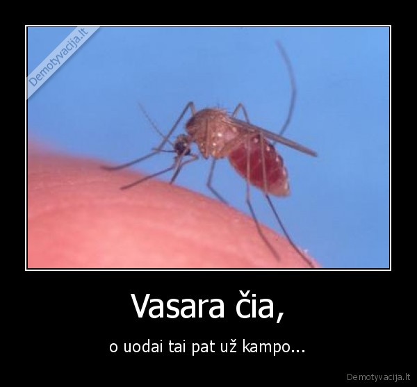 Vasara čia, - o uodai tai pat už kampo...