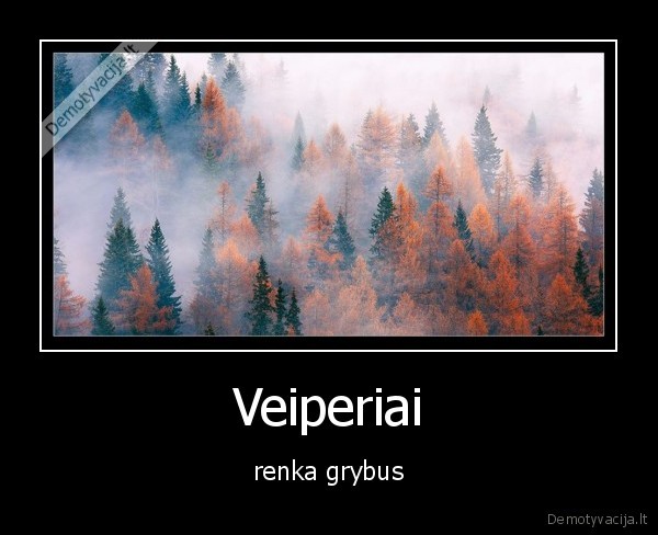 Veiperiai - renka grybus