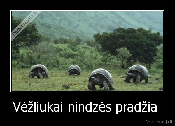 Vėžliukai nindzės pradžia  - 