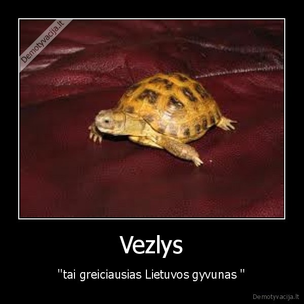 Vezlys - ''tai greiciausias Lietuvos gyvunas ''