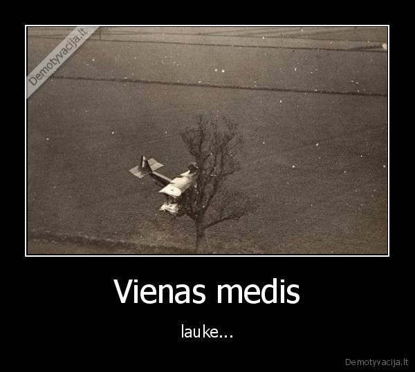 Vienas medis - lauke...