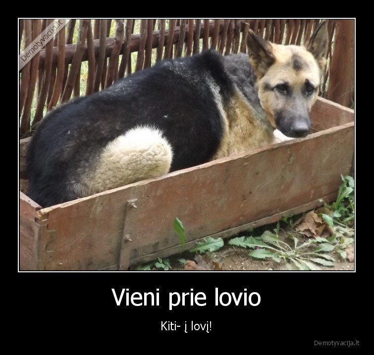 Vieni prie lovio - Kiti- į lovį!