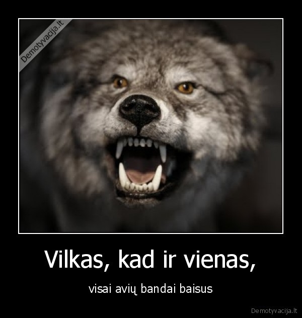 Vilkas, kad ir vienas, - visai avių bandai baisus