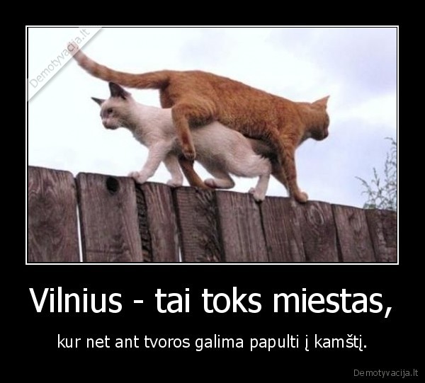 Vilnius - tai toks miestas, - kur net ant tvoros galima papulti į kamštį.