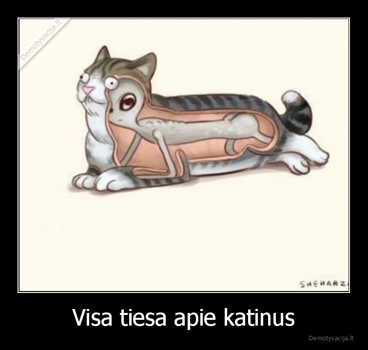 Visa tiesa apie katinus - 