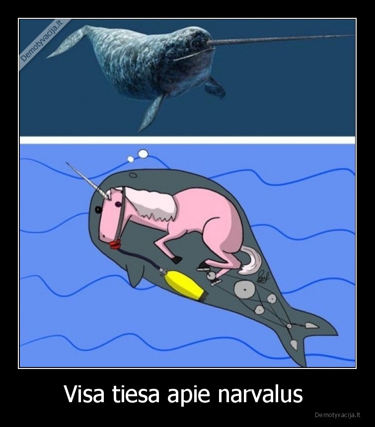 Visa tiesa apie narvalus  - 