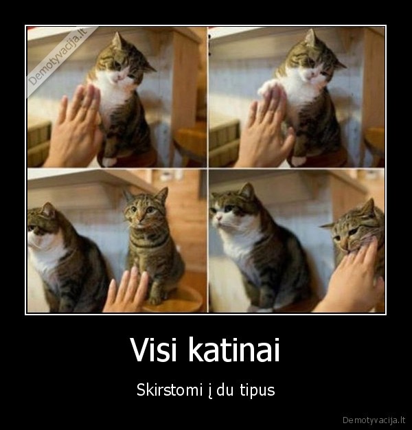 Visi katinai - Skirstomi į du tipus